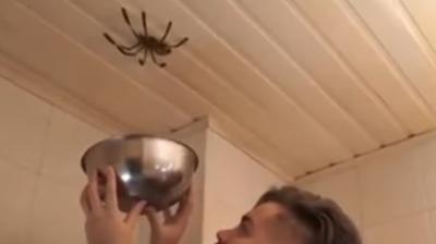 Man Terrified As Attempt To Catch Giant Spider Goes Wrong