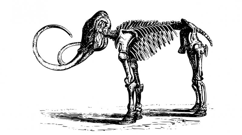 Woolly mammoths were once among the most common herbivores in North America and Siberia, but came under threat from increased hunting pressure and a warming climate. 