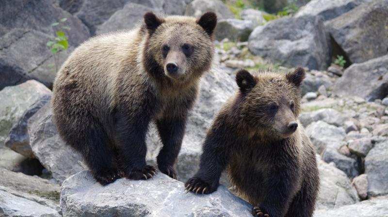 Three bear cubs were found by a couple, relaxing in the hot tub of their holiday home. (Photo: Representational/Pixabay)