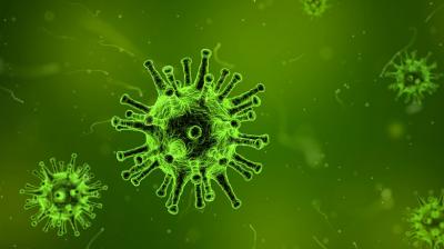 India Steps Up Hunt For Origin Of Mysterious Brain Damaging Nipah Virus