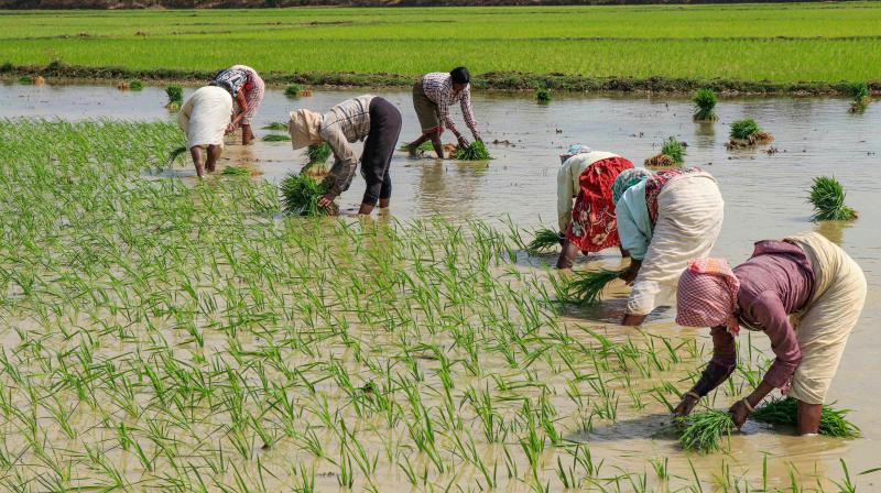   Farmers plant paddy saplings in a field. (PTI Photo)