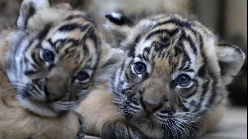 International Tiger Day 2019: In and around the globe