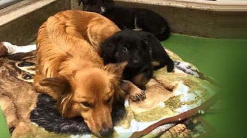 Prices may wary from home to home. On an average, the foster parent charge Rs 500  to Rs 800 per day.