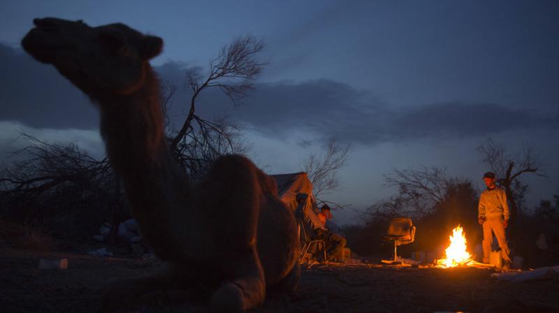 Bedouin herders get back to roots for camel birthing