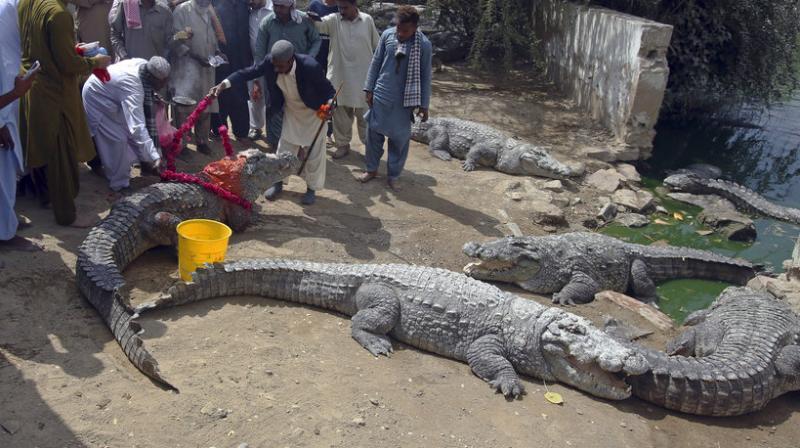 Pakistan: Alligators considered to have mystical powers, worshipped
