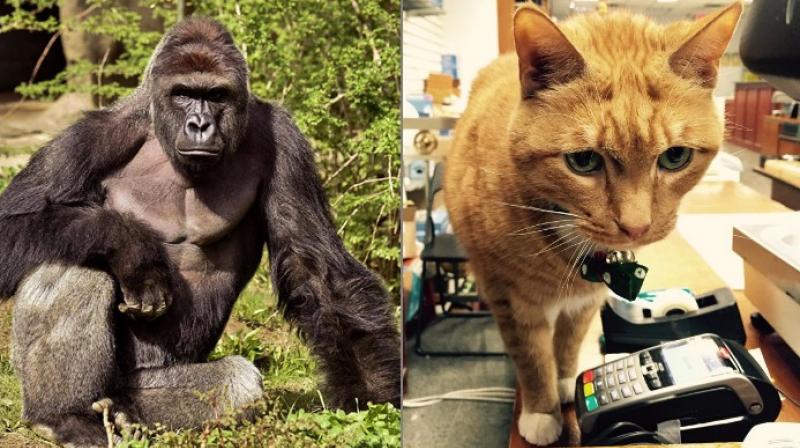 Yearender 2016: Stars from the animal kingdom