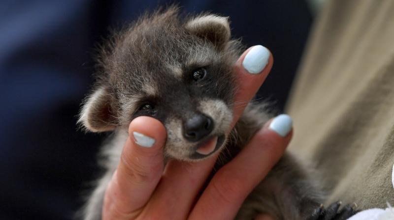 Cute animals pictures that will melt your heart