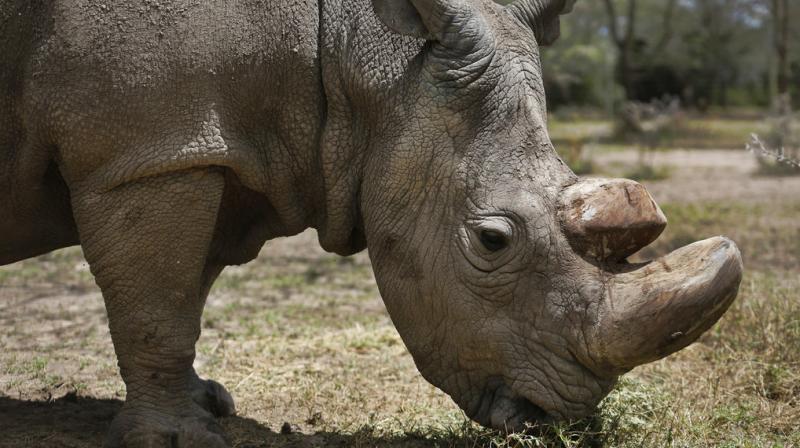In Photos: Remembering the last male northern white rhino Sudan