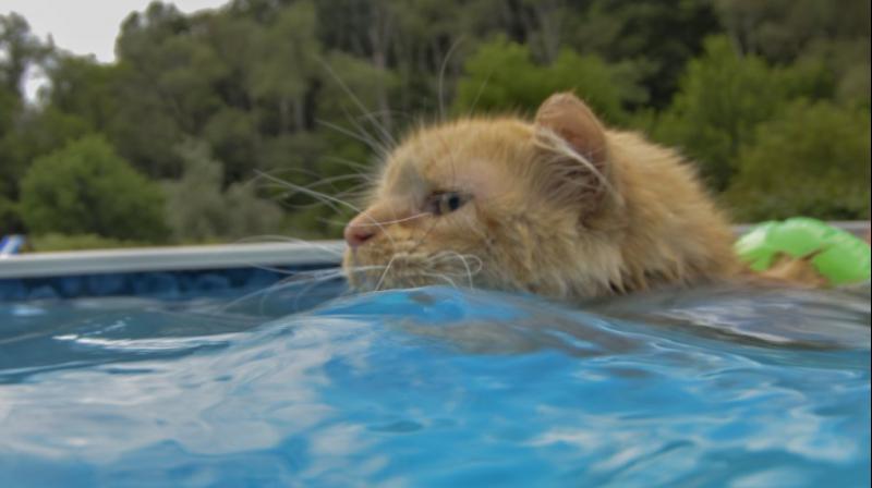 Tissy even wears a floatie around the waist and likes to be snuggled in the pool. (Photo: AP)