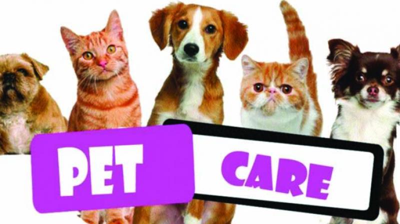 Clean paws: These are also sensitive as they are in contact with the ground.