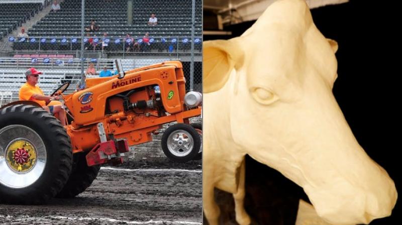 Cows sculpted from butter and a big boar contest welcome visitors at Iowa state fair