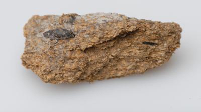 Humans enjoyed blue cheese and beer 2,700 years ago: study