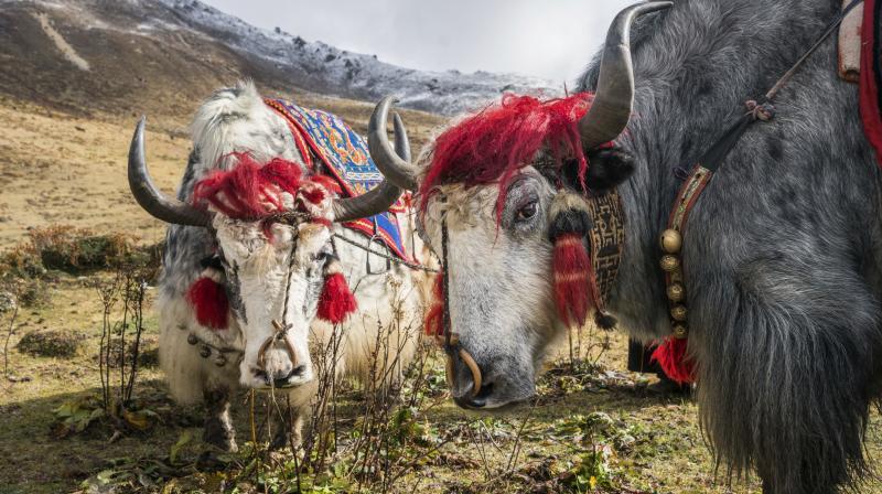 In Photos: Trekking it to beauteous Bhutan