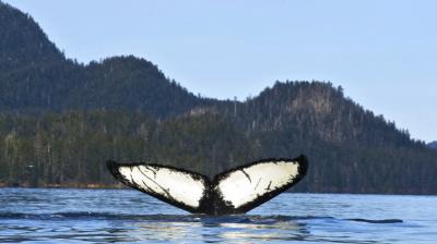 From humpback whales, to an adventurous leapord cub, rare hawks and migratory birds, here are animals who were in news. (Photos: AP, PTI)