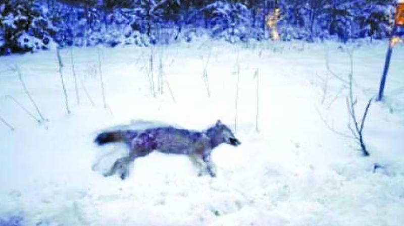 Hunting has been a hot issue going back and forth between the courts since 2009 after Parliament ended an almost 50-year ban.