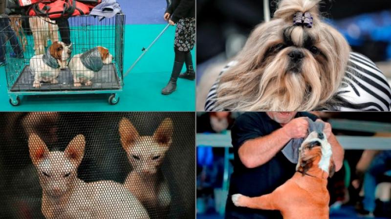 Adorable canines on display at International Pet Show in Romania