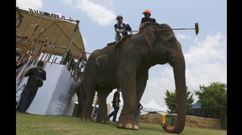 Thailands elephant polo a sport for the heavyweights