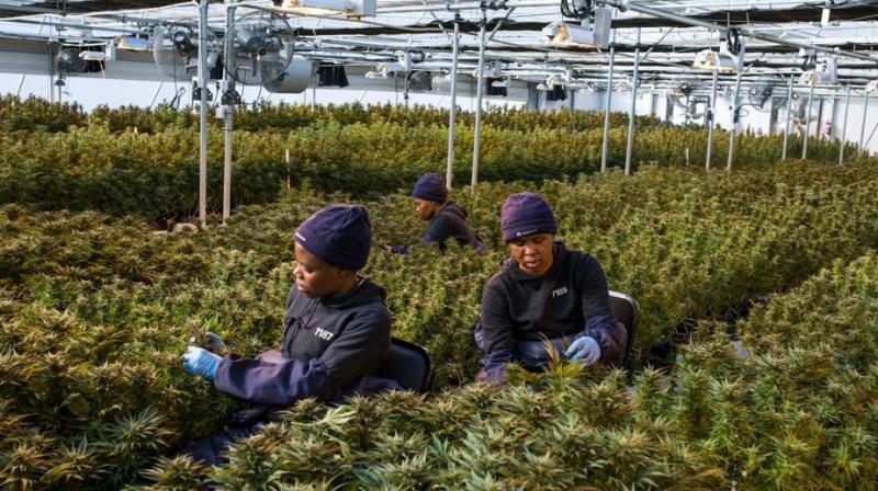Lesotho -- first country to allow cultivation of cannabis for medicinal purposes