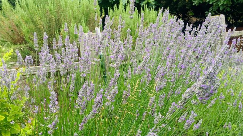 Botanical repellents are a nice idea, but I dont think theyre the best solution for discouraging insects. (Photo: AP)
