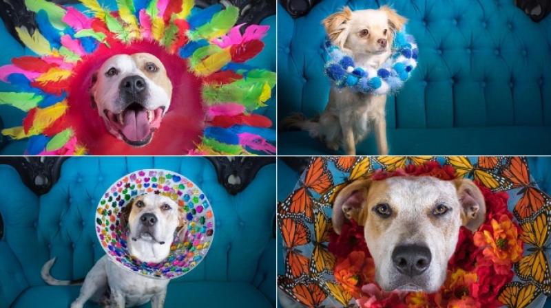 Woman decorates abandoned dogs cones to empower them