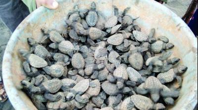 More olive ridley turtles are being seen at Ratnagiri.