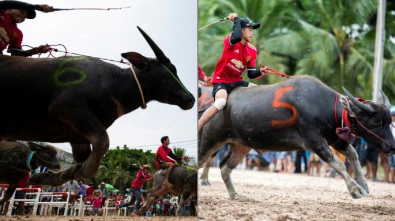 Buffaloes battle it out on dirt tracks in Thailands annual racing festival