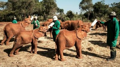 The calves greedily slurp from oversized 'baby bottles' drinking a special mix of human baby formula, water and vitamins. (Photo: AFP)