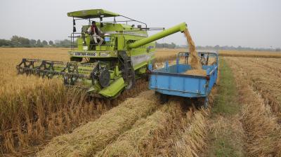 Rice exports to set new record this year