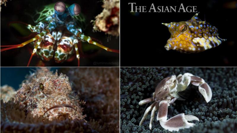 Images of marine life caught from under the sea