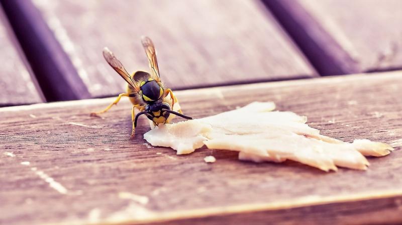 Eventually, insect labriculture could turn up some altogether more familiar flavours. (Photo: Representational/Pixabay)