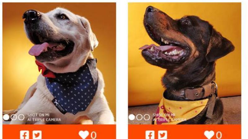 The animals under CUPA teams care are rescued from the streets and offered relief at their shelter.