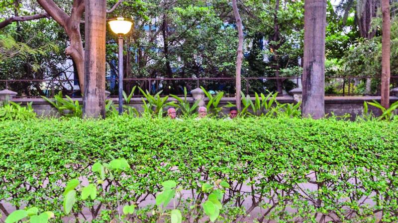 If youre said civilised man or woman with a residence postcode that lies between 400053 to 400061  largely known as Andheri West  weve plotted some patches of forest wildness for you. (Photos: Naman Saraiya)