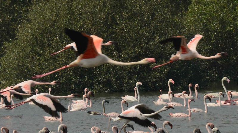 In Photos: Flamingoes arrive in Mumbai In Photos: Flamingoes arrive in Mumbai