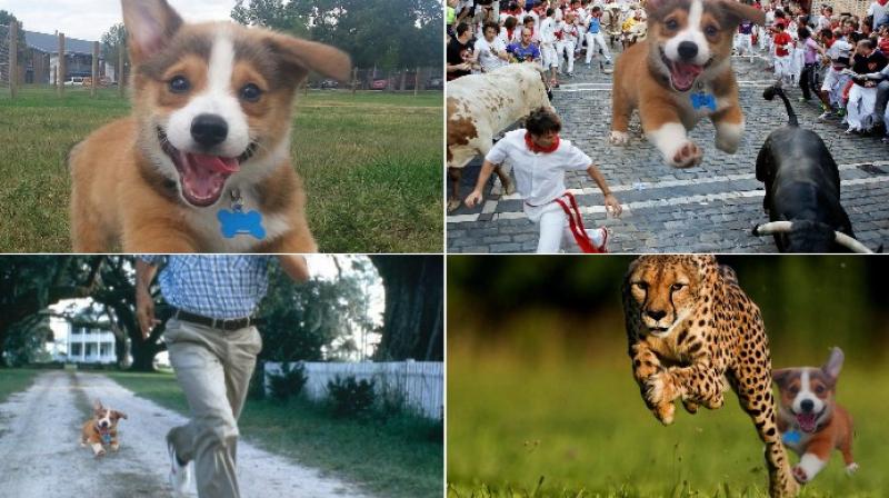 Netizens give Photoshop touch to adorable puppy