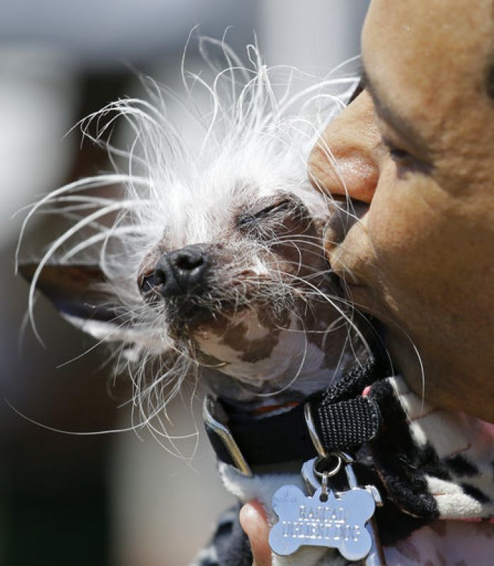 It’s official! Meet the world’s ugliest dog