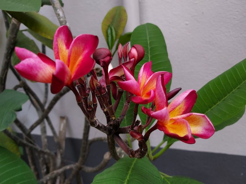 Samsung Galaxy A70 camera samples