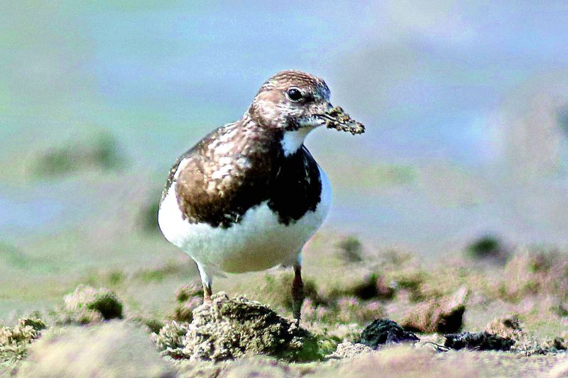 Ruddy Turnstone; Photographer: Amarendra Konda.