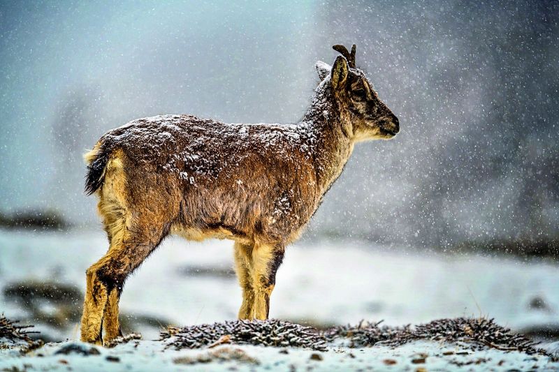 Blue Sheep at at Tibetan plateau