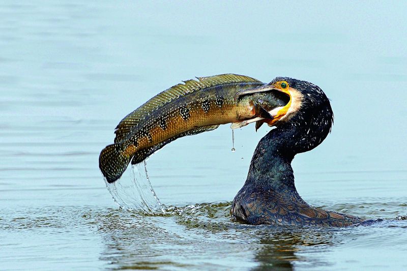 cormorant fishing