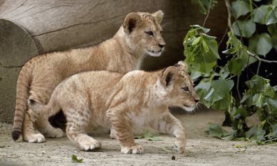Cub Deutsch Cub Deutsch