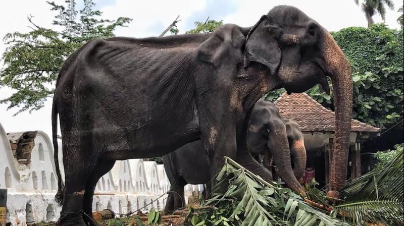 ‘Considering what has transpired, I have ordered officials to initiate an inquiry and ascertain how and why an elephant in such poor health was used in the perehara (pageant) and to take necessary action against those responsible,’ wildlife minister John Amaratunga said. (Photo: Facebook | @SaveElephantFoundation) ‘Considering what has transpired, I have ordered officials to initiate an inquiry and ascertain how and why an elephant in such poor health was used in the perehara (pageant) and to take necessary action against those responsible,’ wildlife minister John Amaratunga said. (Photo: Facebook | @SaveElephantFoundation)