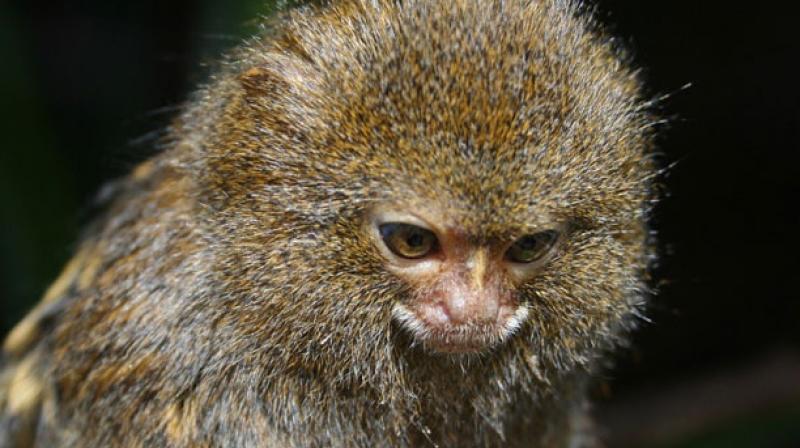 A drug already taken by thousands of people for intestinal conditions appeared to control the monkey version of HIV. (Photo: Pixabay) A drug already taken by thousands of people for intestinal conditions appeared to control the monkey version of HIV. (Photo: Pixabay)