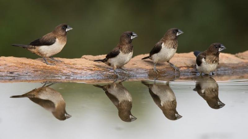 Pose serious threat to the migratory birds in the wetlands of Thamirabarani basin in the southern districts of Tirunelveli and Thoothukudi. (Representational image) Pose serious threat to the migratory birds in the wetlands of Thamirabarani basin in the southern districts of Tirunelveli and Thoothukudi. (Representational image)