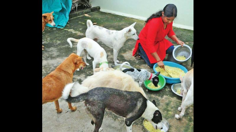 Shanthini prepares food and serves them to stray dogs at her home in Mannargudi. (Image DC) Shanthini prepares food and serves them to stray dogs at her home in Mannargudi. (Image DC)