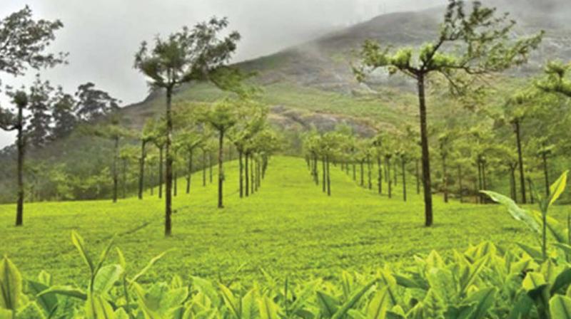 The study looked to recognise the features of the leaves, which differ consistently between C4 and non-C4 plants. The study looked to recognise the features of the leaves, which differ consistently between C4 and non-C4 plants.