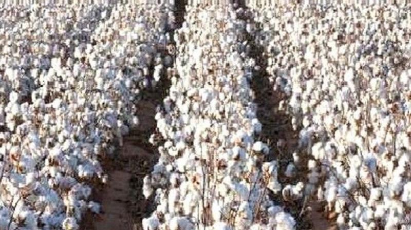 The demand for organic and sustainably made clothing is stronger than ever around the globe as T-shirts made by tribals of North Andhra from organic cotton cultivated are now becoming extremely popular among music lovers in Belgium. (Representational Image) The demand for organic and sustainably made clothing is stronger than ever around the globe as T-shirts made by tribals of North Andhra from organic cotton cultivated are now becoming extremely popular among music lovers in Belgium. (Representational Image)