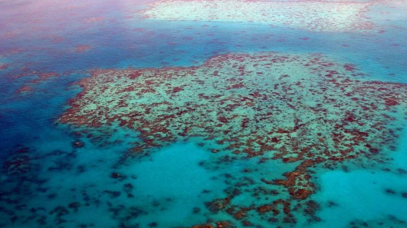 World’s largest reef system, Great Barrier Reef nearing death. World’s largest reef system, Great Barrier Reef nearing death.