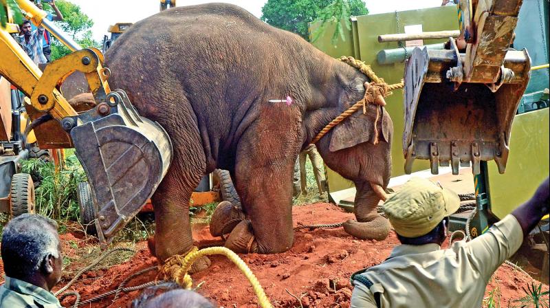 The elephant, which is in sedation, is pushed into a lorry in Vellalore. (Photo: DC) The elephant, which is in sedation, is pushed into a lorry in Vellalore. (Photo: DC)