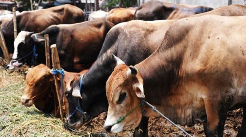 The incident took place hours after the PM spoke against lynching in the name of cow protection. (Representational Image) The incident took place hours after the PM spoke against lynching in the name of cow protection. (Representational Image)