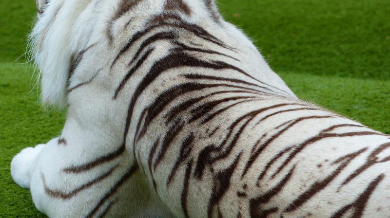 A tiger skin can fetch up to USD 6,000 in Vietnam and as much as USD 10,000 in China. (Photo:Pixabay) A tiger skin can fetch up to USD 6,000 in Vietnam and as much as USD 10,000 in China. (Photo:Pixabay)
